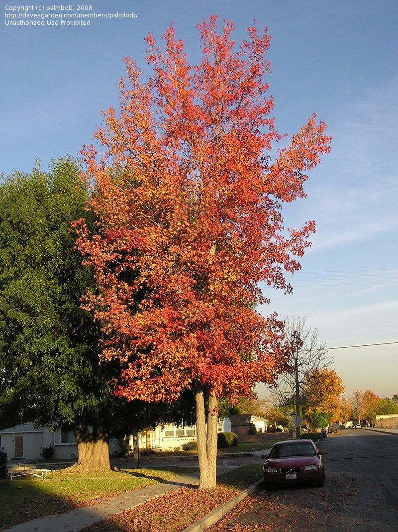 عنبرالسائل